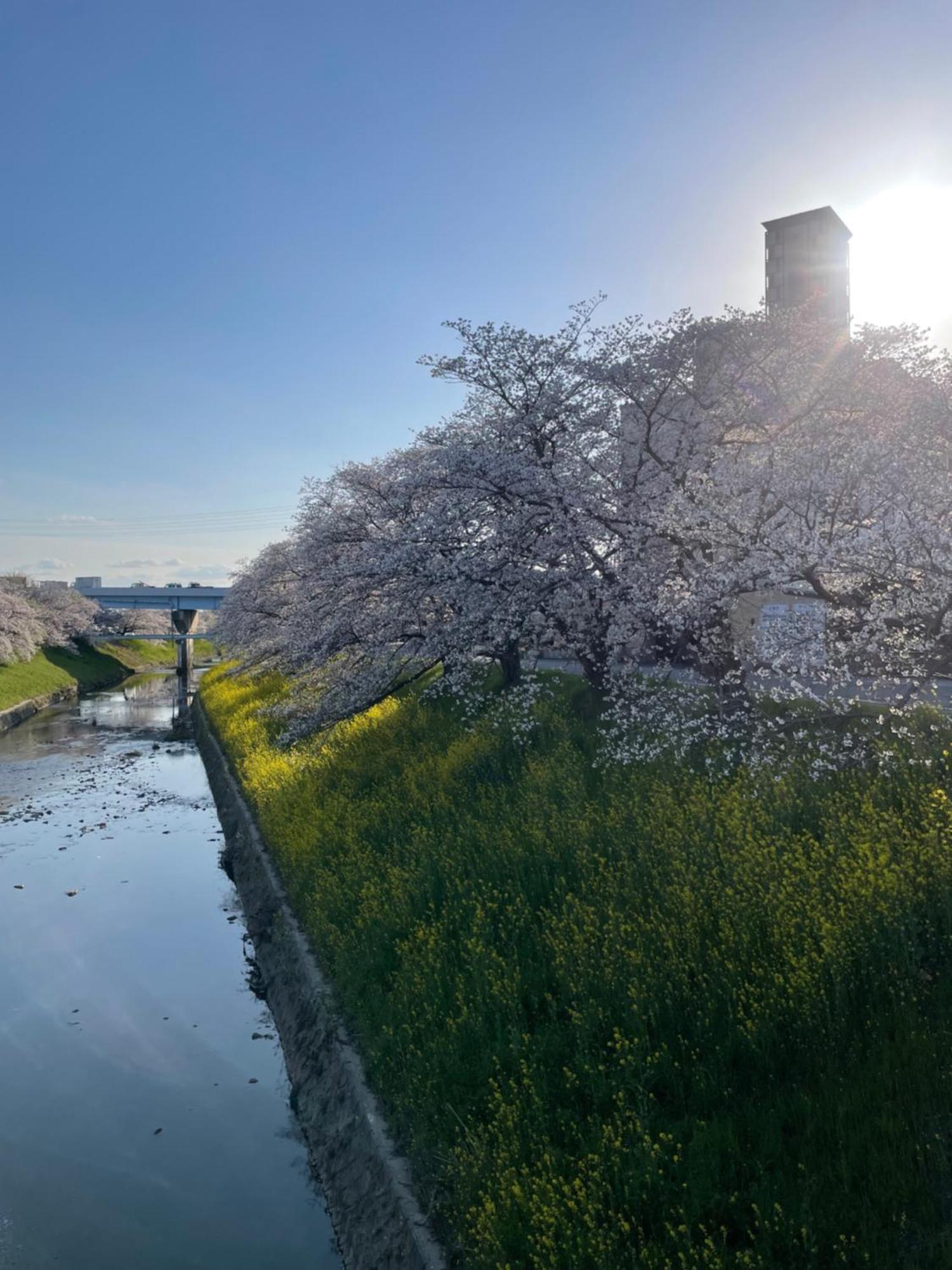 Aura (adults Only) Nara